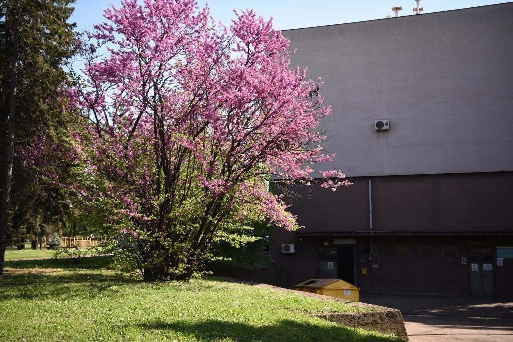 斯梅戴雷沃鋼廠里盛開的南歐紫荊花。