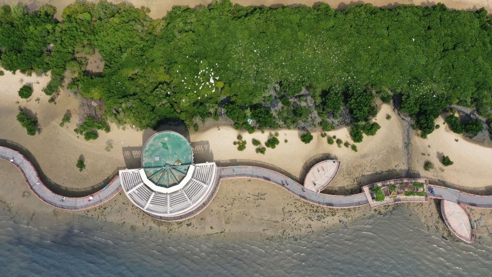 俯瞰廣東湛江市區(qū)海邊的紅樹林（2023年5月25日攝，無人機(jī)照片）。