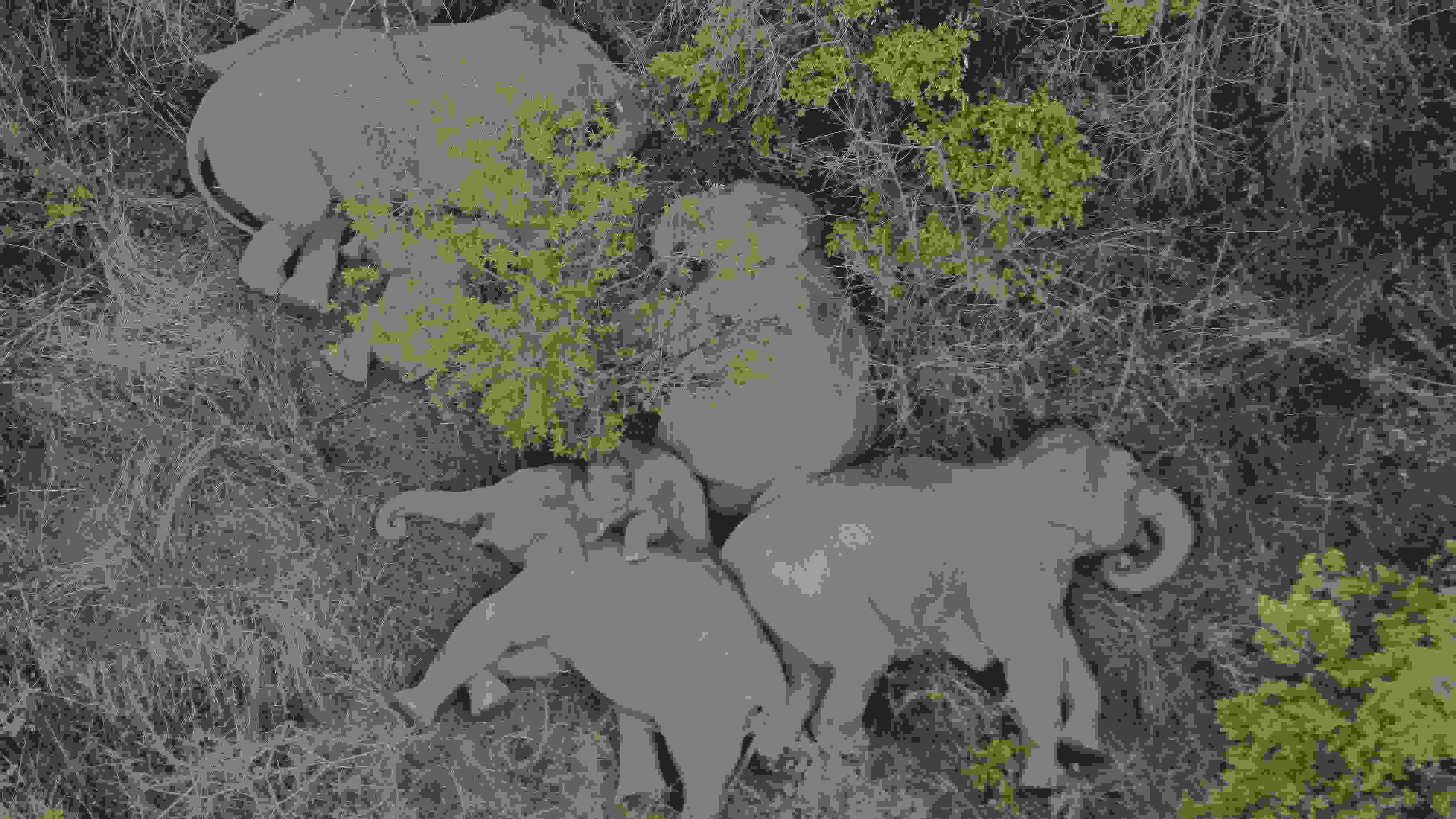 2021年6月7日，航拍顯示亞洲象群在云南省昆明市晉寧區(qū)夕陽鄉(xiāng)山林地里睡覺休息。