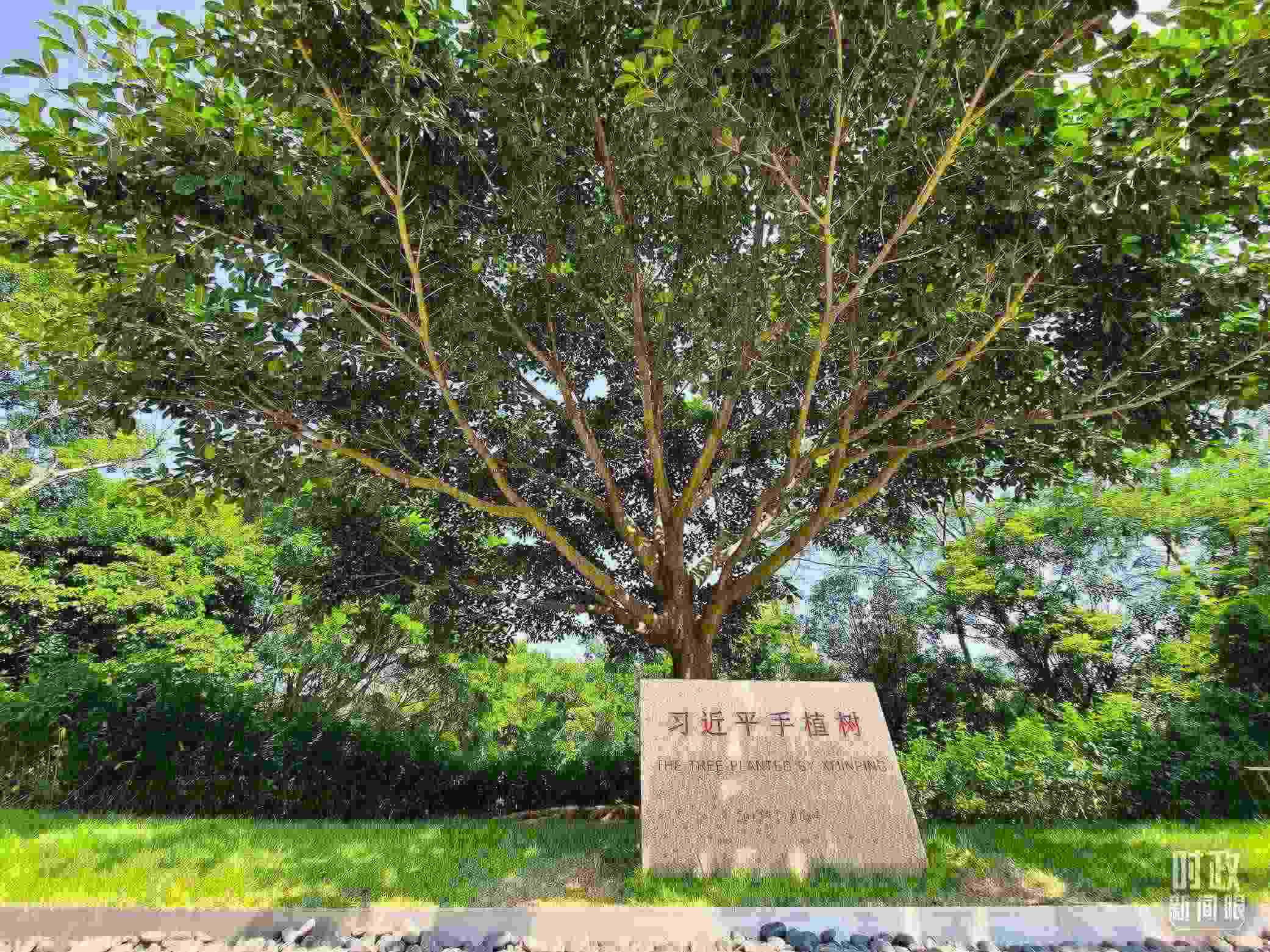 習(xí)近平2012年在深圳蓮花山公園種下的高山榕樹(shù)已枝繁葉茂。（總臺(tái)央視記者趙化拍攝）