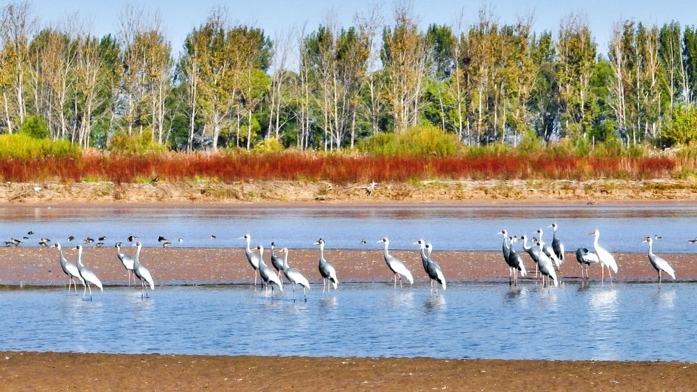 在山東黃河三角洲國家級(jí)自然保護(hù)區(qū)拍攝的白枕鶴（2022年10月18日攝）。新華社發(fā)（楊斌 攝）