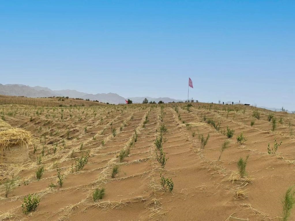 內蒙古巴彥淖爾市杭錦后旗治沙新品種沙木蓼和四翅濱藜苗木示范區(qū)。新華社記者 李云平 攝