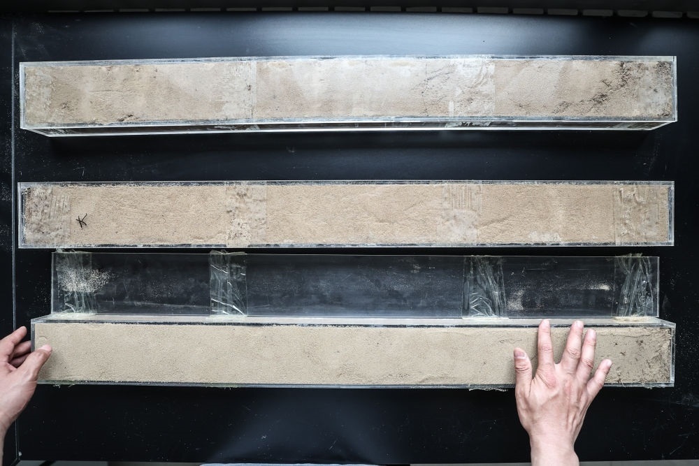 “草根博士”呂林有在遼寧省農(nóng)業(yè)科學(xué)院沙地治理與利用研究所章古臺基地實(shí)驗室整理提取的沙地土壤剖面樣本（2024年5月30日攝）。新華社記者 潘昱龍 攝