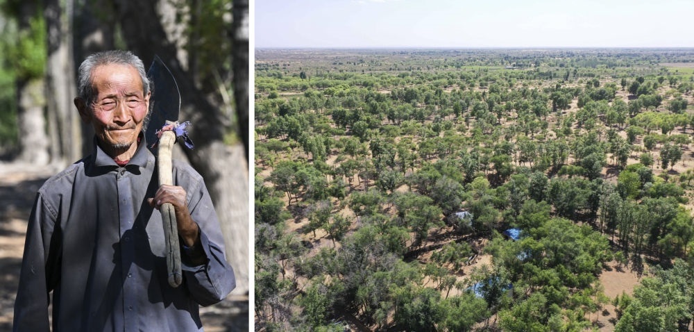 拼版照片：左圖為內(nèi)蒙古鄂托克前旗呼和陶勒蓋嘎查的牧民曹扎娃出門勞作（2023年6月14日攝）；右圖為曹扎娃的承包地（2023年6月14日攝，無人機(jī)照片）。20世紀(jì)80年代，在毛烏素沙地中，曹扎娃主動承包了2300多畝沙地。這么多年來，曹扎娃堅持種樹治沙，最終將沙地變成了林海。新華社記者 劉磊 攝