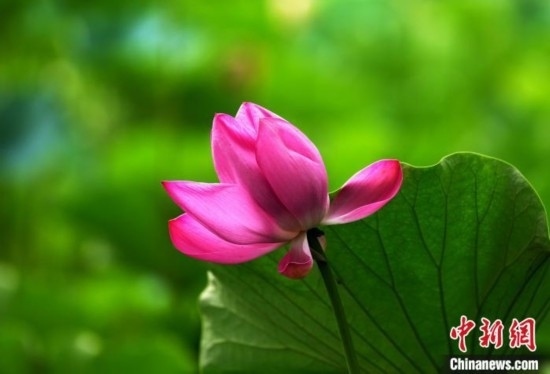 6月19日，時值一年畢業(yè)季，四川大學望江校區(qū)荷花池里的荷花盛開，成為了畢業(yè)生們的打卡圣地，吸引了眾多畢業(yè)生拍照留念。圖為盛開的荷花。中新社記者 安源 攝