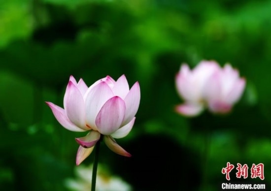 6月19日，時值一年畢業(yè)季，四川大學望江校區(qū)荷花池里的荷花盛開，成為了畢業(yè)生們的打卡圣地，吸引了眾多畢業(yè)生拍照留念。圖為盛開的荷花。中新社記者 安源 攝