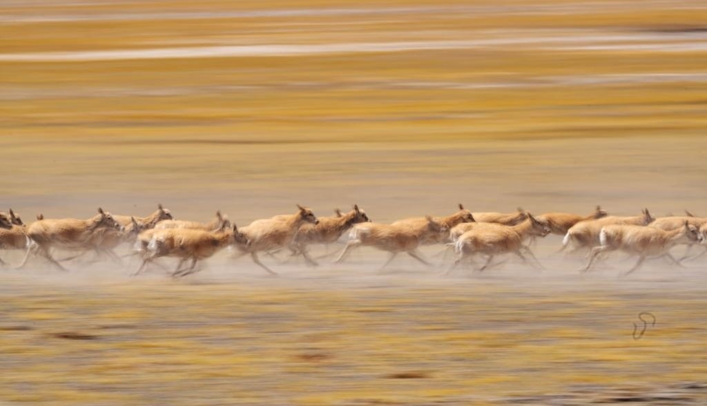 2024年6月13日，在羌塘國(guó)家級(jí)自然保護(hù)區(qū)，遷徙中的藏羚羊奔跑起來(lái)。新華社記者費(fèi)茂華攝
