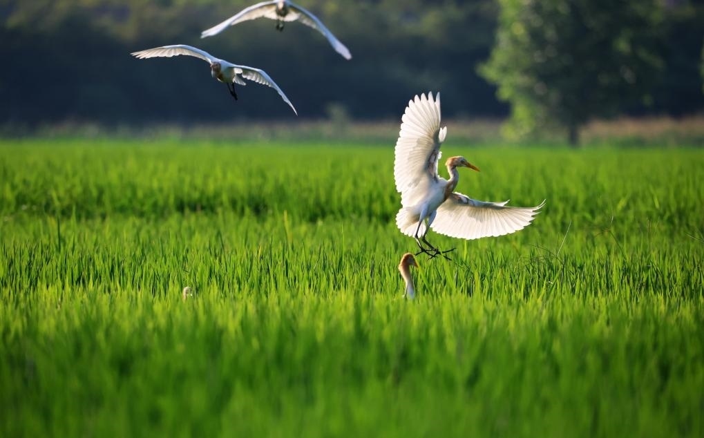 2023年8月7日，鷺鳥(niǎo)在山東省臨沂市郯城縣郯城街道水稻田間飛舞。新華社發(fā)（張春雷 攝）