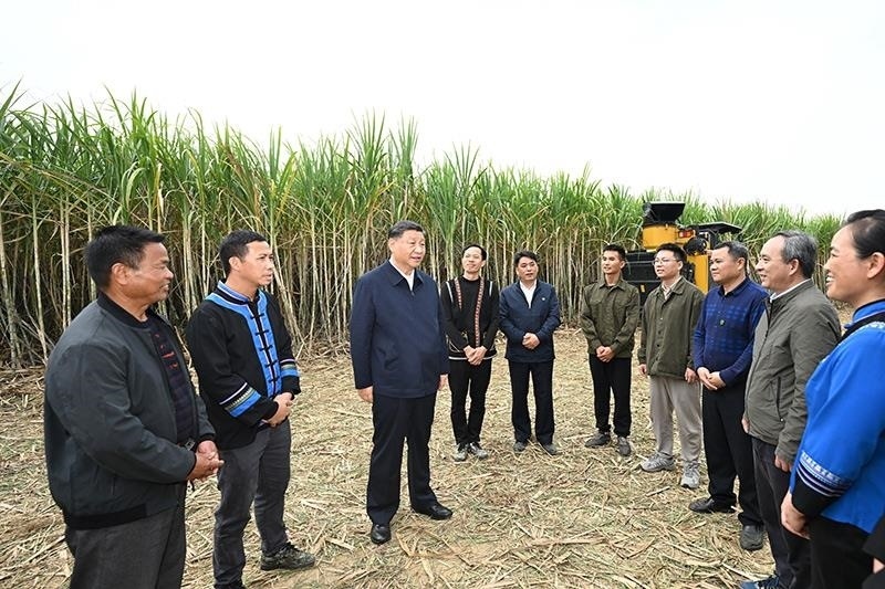 2023年12月14日，習(xí)近平總書記在廣西來賓市國(guó)家現(xiàn)代農(nóng)業(yè)產(chǎn)業(yè)園黃安優(yōu)質(zhì)“雙高”糖料蔗基地考察時(shí)，同蔗農(nóng)、農(nóng)機(jī)手和農(nóng)技人員親切交流。