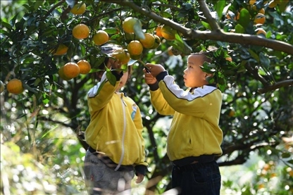 貴州黃平縣小朋友在校外勞動(dòng)實(shí)踐基地采摘柑橘。