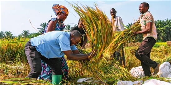 2018 年，中國農(nóng)業(yè)專家組在布隆迪布班扎省吉漢加縣設(shè)立首個水稻減貧示范村。圖為當(dāng)?shù)剞r(nóng)戶在稻田里給雜交水稻脫粒（2023 年 6 月 20 日攝） 韓旭攝 / 本刊