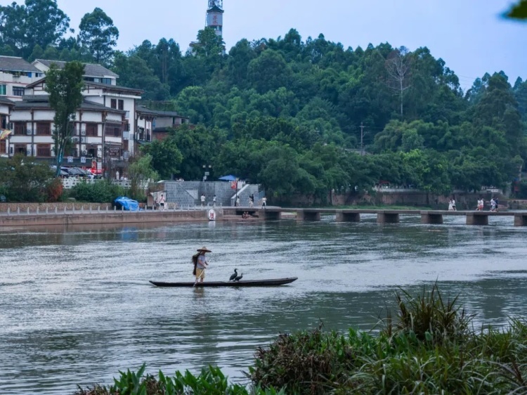 蘇稽古鎮(zhèn)的漁民在進(jìn)行魚鷹捕魚表演。本報(bào)記者 伊霄攝