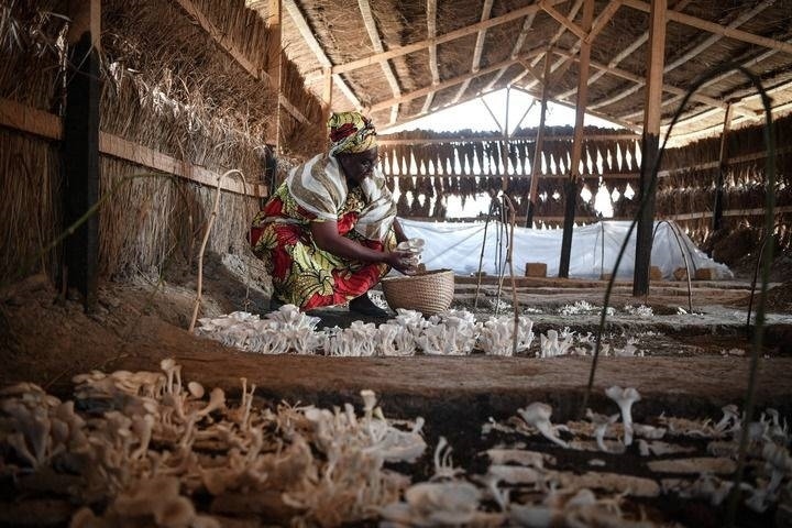 2024年2月6日，在中非共和國達馬拉，法蒂瑪在菇棚內(nèi)收獲菌草菇。2022年，法蒂瑪在聽說中國菌草專家在班吉傳授技術后主動前往學習，從一間小菌棚起步，逐漸擴大為如今小有名氣的合作社。新華社記者 韓旭 攝