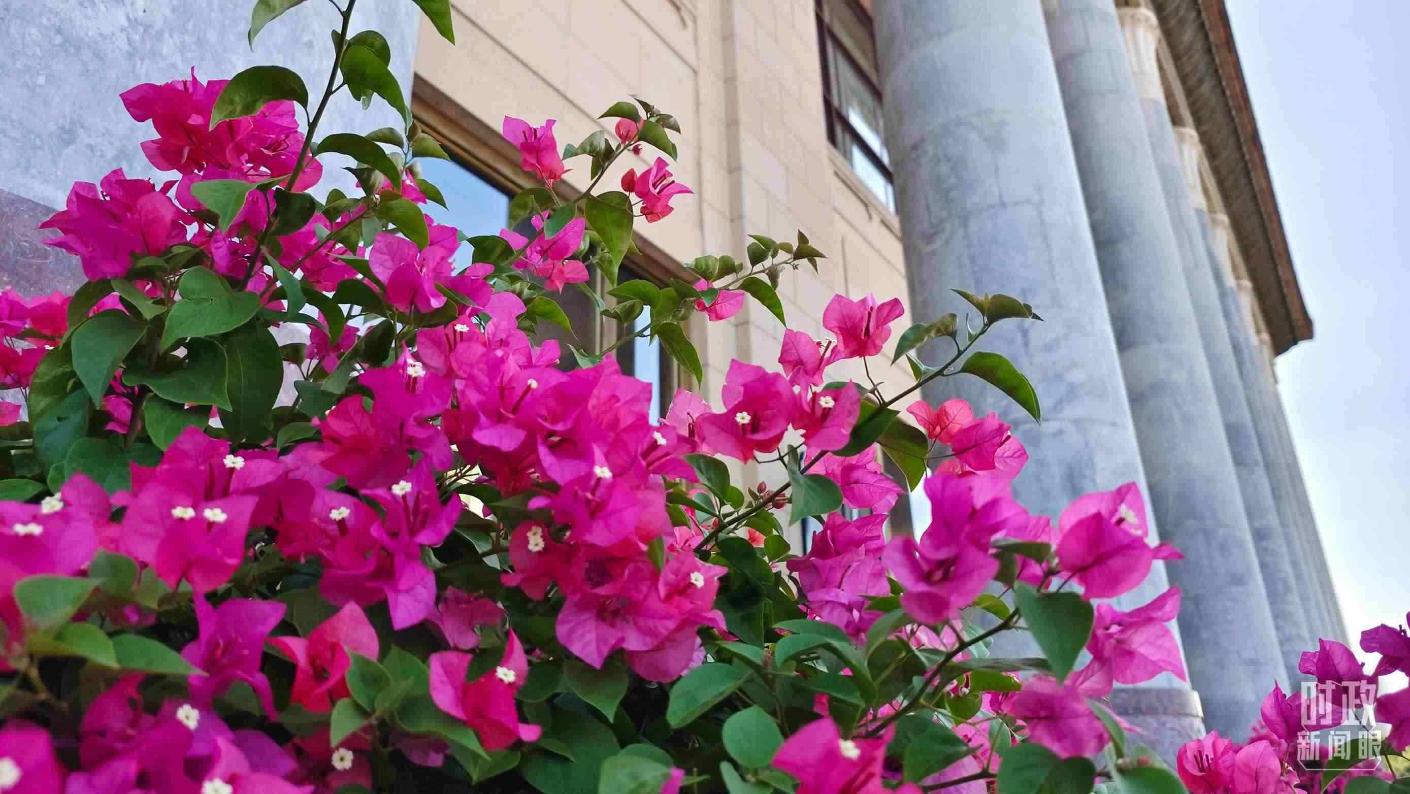 △人民大會(huì)堂外花團(tuán)錦簇。（總臺(tái)央視記者韓銳拍攝）