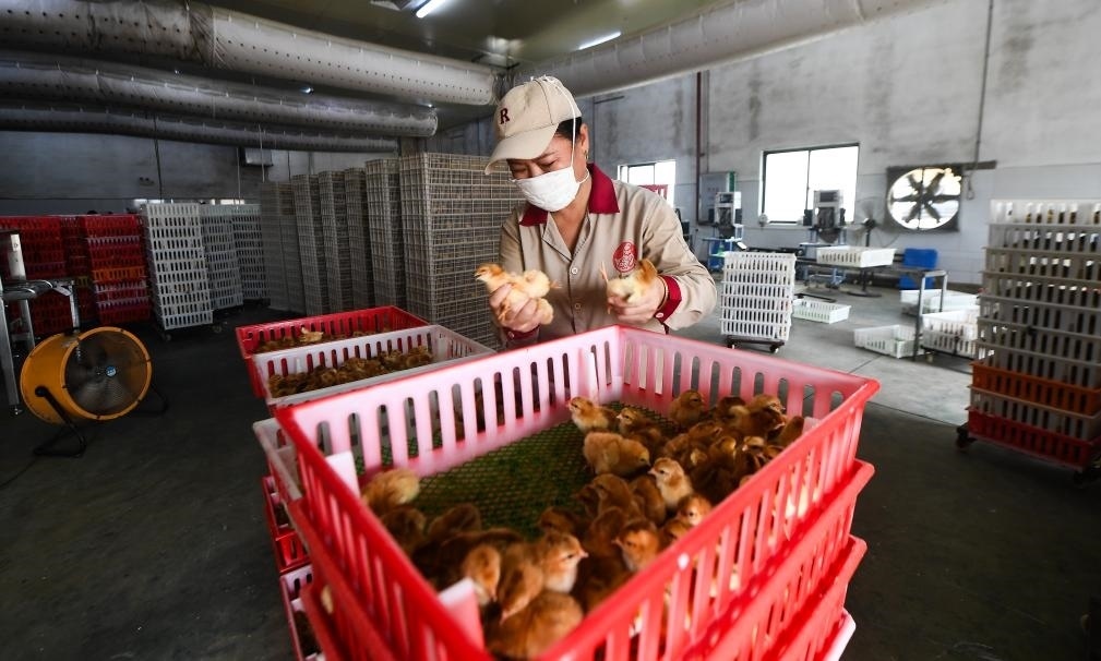 在文昌市的海南（潭牛）文昌雞股份有限公司孵化廠，工人在挑選文昌雞苗。新華社記者楊冠宇 攝