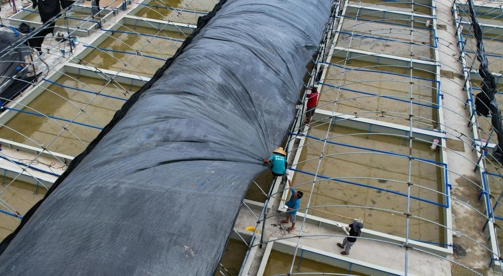 在文昌市翁田鎮(zhèn)的海興農(nóng)翁田蝦苗場，工人重新鋪設(shè)頂棚。無人機(jī)照片，新華社記者楊冠宇 攝