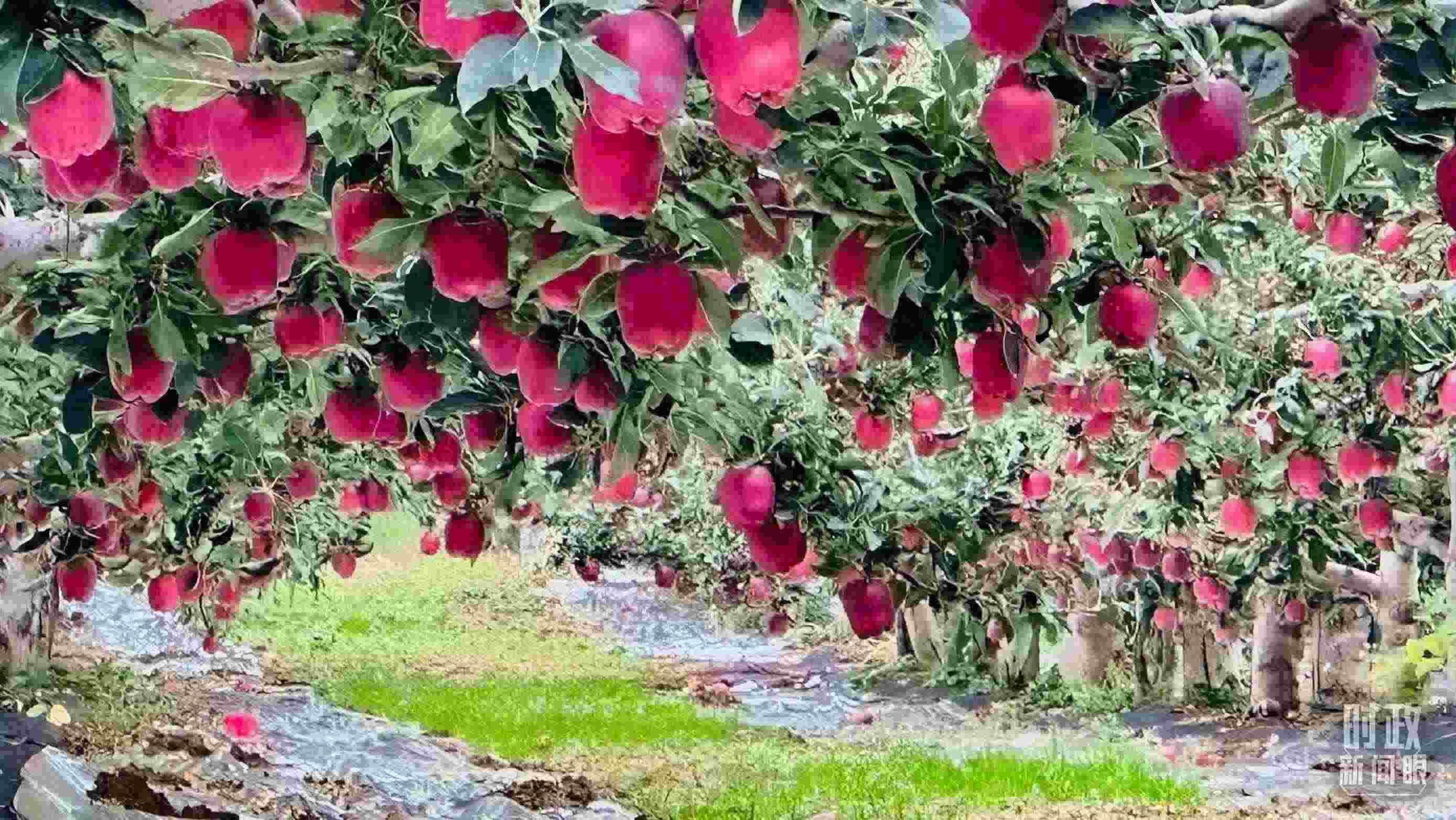 △ 麥積區(qū)南山花牛蘋果基地。（總臺央視記者范一鳴拍攝）
