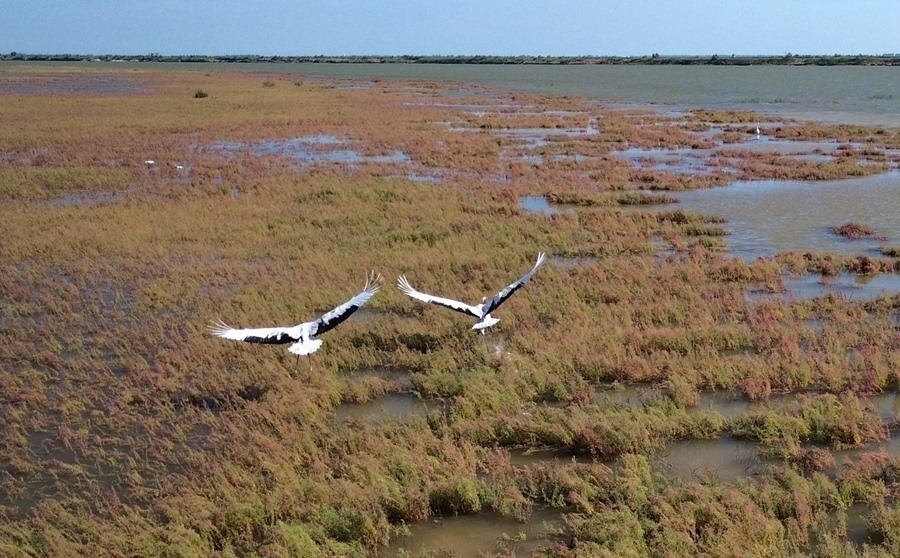 2024年8月28日，丹頂鶴在黃河三角洲國(guó)家級(jí)自然保護(hù)區(qū)展翅翱翔（無(wú)人機(jī)照片）。新華社記者 徐速繪 攝