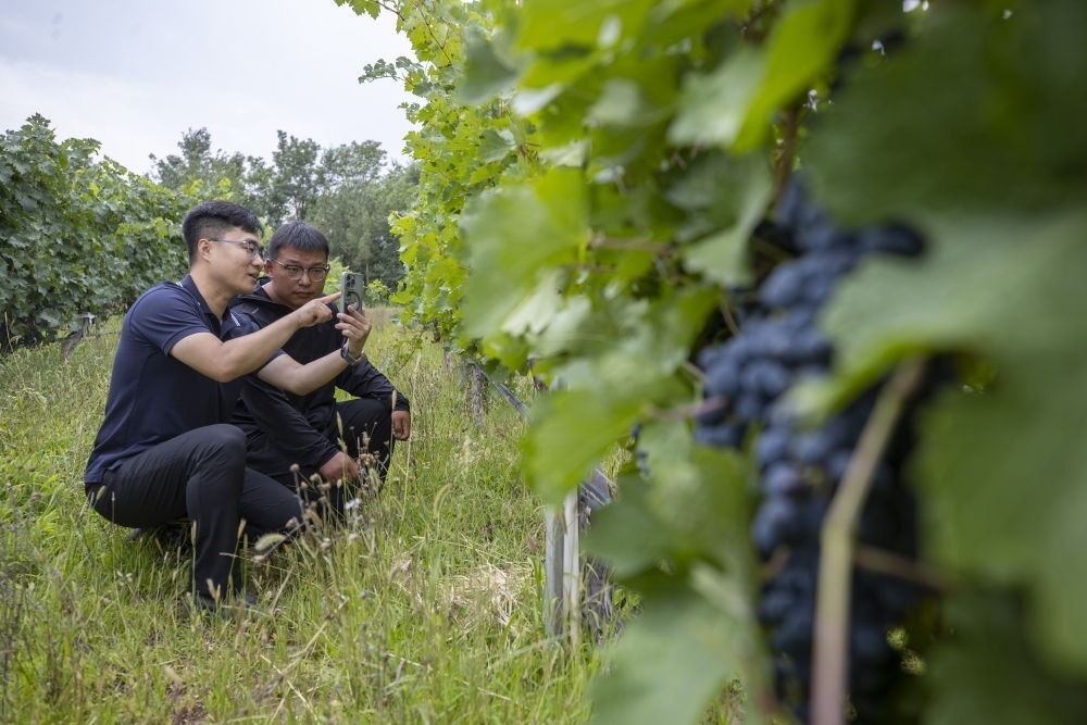 2024年8月15日，技術(shù)人員（左）和工作人員在寧夏銀川市西夏區(qū)的一個葡萄園工作。為推動黃河流域生態(tài)保護和高質(zhì)量發(fā)展先行區(qū)建設(shè)，銀川市積極打造高標(biāo)準(zhǔn)葡萄園，借助各種傳感器監(jiān)測釀酒葡萄的生長狀態(tài)，實現(xiàn)精準(zhǔn)灌溉，從而高效節(jié)約黃河水。