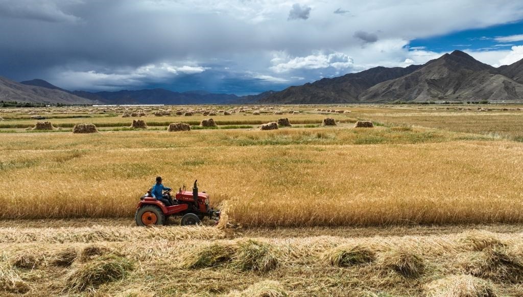 9月10日，在西藏日喀則市白朗縣巴扎鄉(xiāng)拍攝的秋收場景（無人機照片）。新華社記者晉美多吉 攝