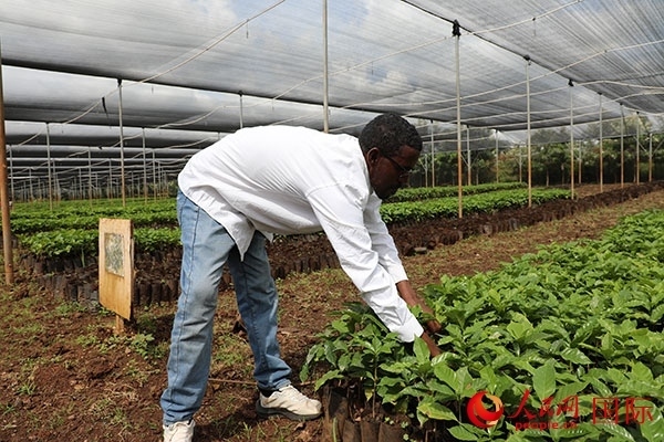 農(nóng)場(chǎng)協(xié)調(diào)員艾哈邁德·耶曼正在檢查咖啡幼苗。人民網(wǎng)記者 沈小曉攝