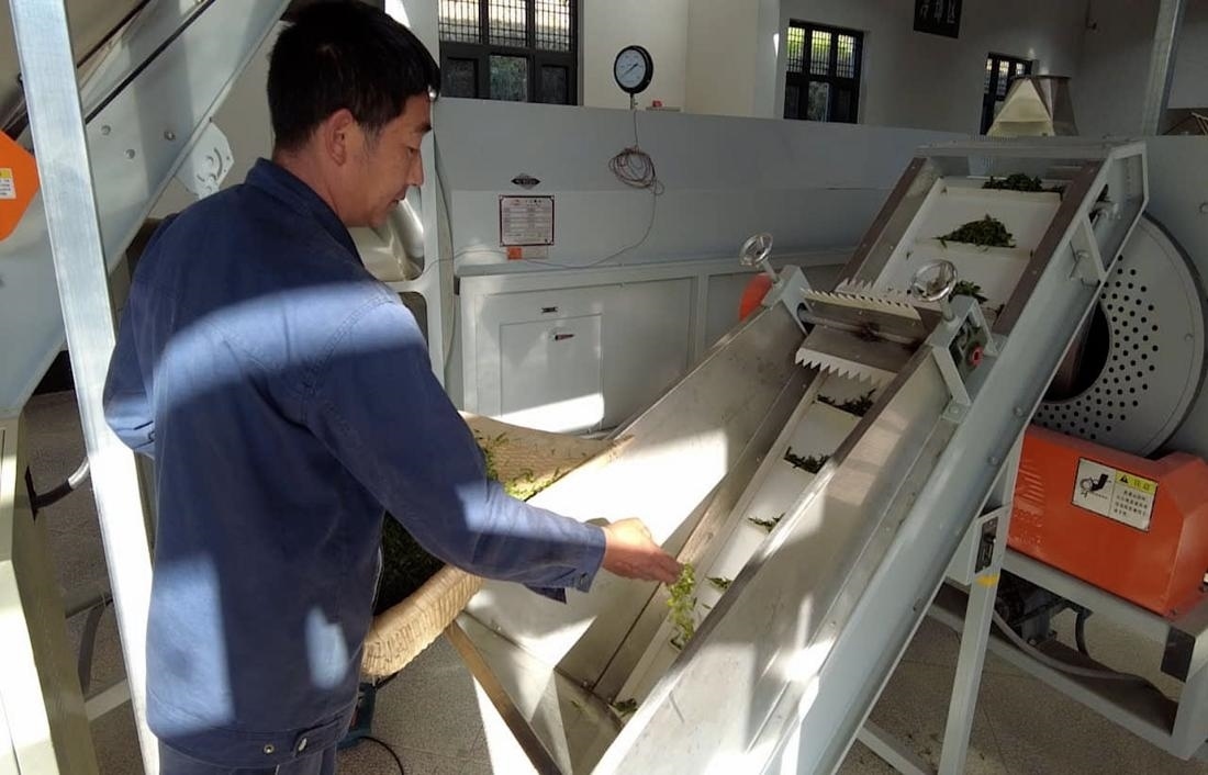  茶廠工人正在查看茶青質量。 受訪者供圖