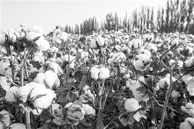 圖為新疆阿克蘇棉田。新研究揭示了GhEXL3基因調(diào)控棉纖維伸長的分子機(jī)制，為棉纖維品質(zhì)遺傳改良提供了重要理論依據(jù)。視覺中國供圖