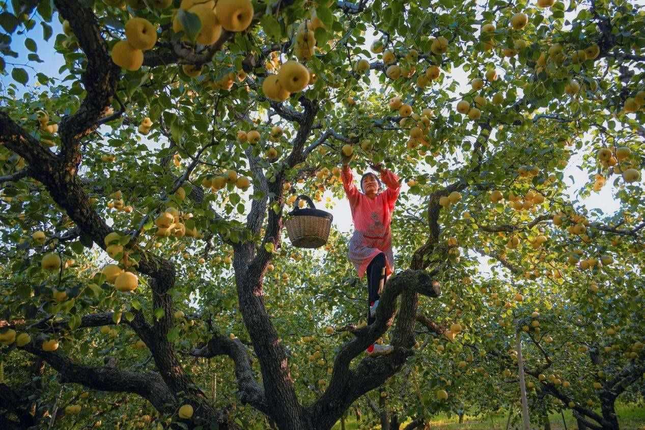 2024年10月4日，安徽省宿州市碭山縣程莊鎮(zhèn)衡樓村百年老梨園里，梨農(nóng)在忙著采摘酥梨。來源:人民圖片