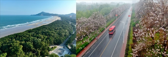 拼版照片：左圖為位于東山縣金鑾灣沿岸的木麻黃防護(hù)林帶（無(wú)人機(jī)照片，新華社記者 姜克紅 攝）；右圖為2021年4月20日在蘭考縣焦裕祿干部學(xué)院附近拍攝的泡桐花（無(wú)人機(jī)照片，新華社記者 郝源 攝）。