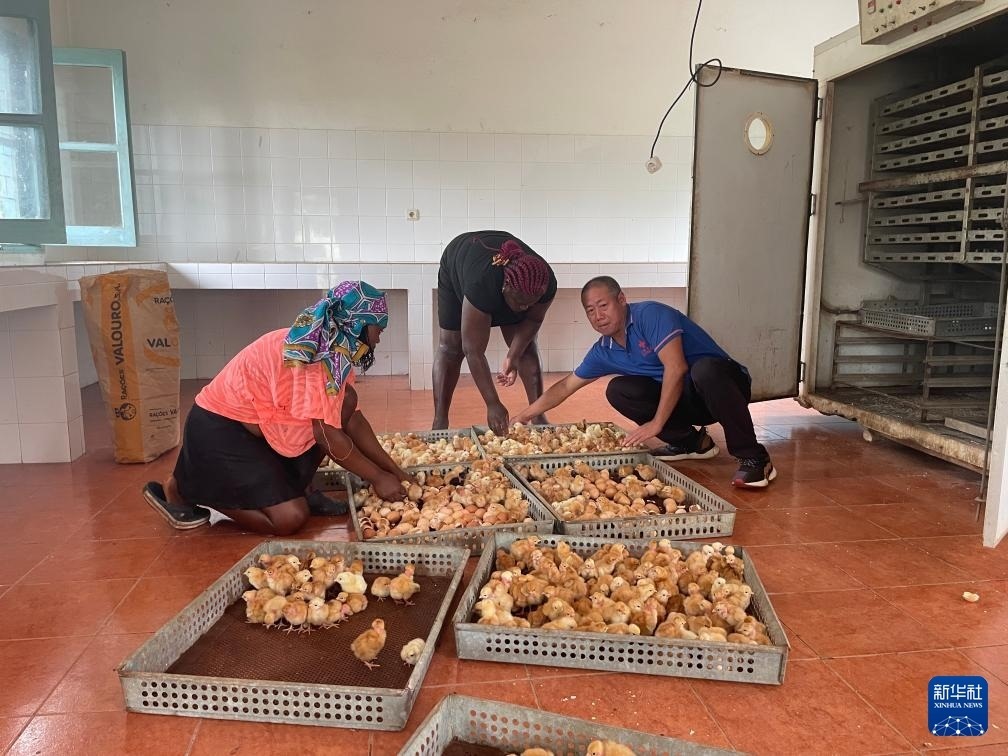 中國援圣普農(nóng)牧業(yè)技術(shù)項目組專家在圣多美和普林西比家禽繁育中心指導(dǎo)雛雞人工孵化技術(shù)（2024年10月8日攝）。新華社發(fā)（中國援圣普農(nóng)技組供圖）