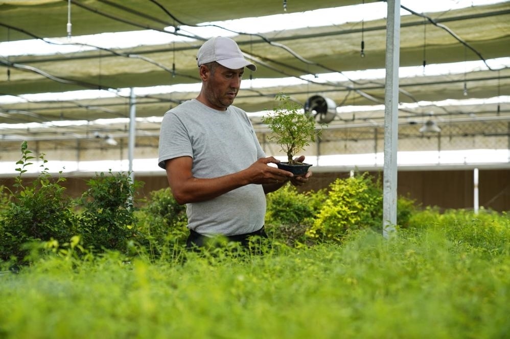 7月28日，在烏茲別克斯坦錫爾河州的上合組織農(nóng)業(yè)基地中烏現(xiàn)代農(nóng)業(yè)科技示范園，工作人員檢查盆栽植物。新華社發(fā)（扎法爾攝）