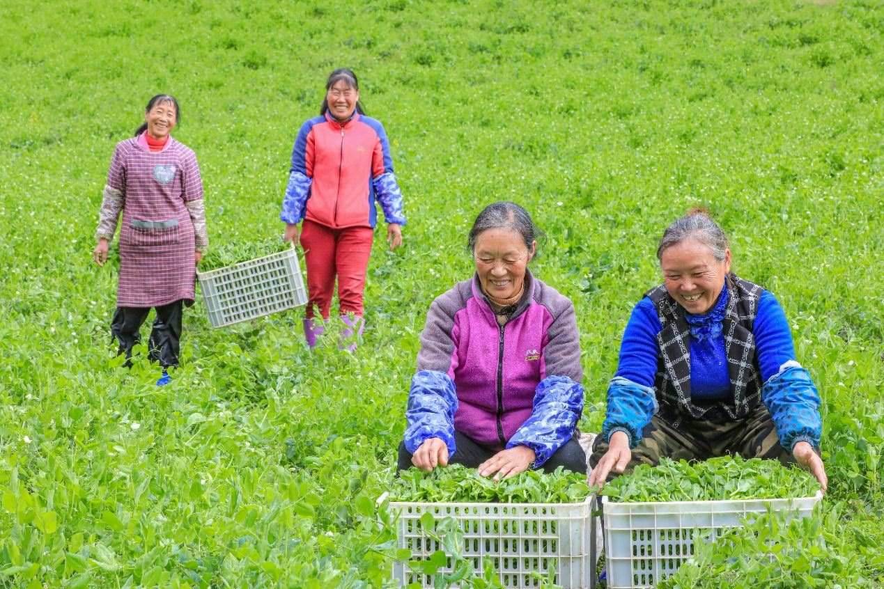 在四川省阿壩藏族羌族自治州馬爾康市馬爾康鎮(zhèn)納足村，當(dāng)季蔬菜喜獲豐收，群眾正在忙著采收、裝箱供應(yīng)市場(chǎng)。來(lái)源：人民圖片