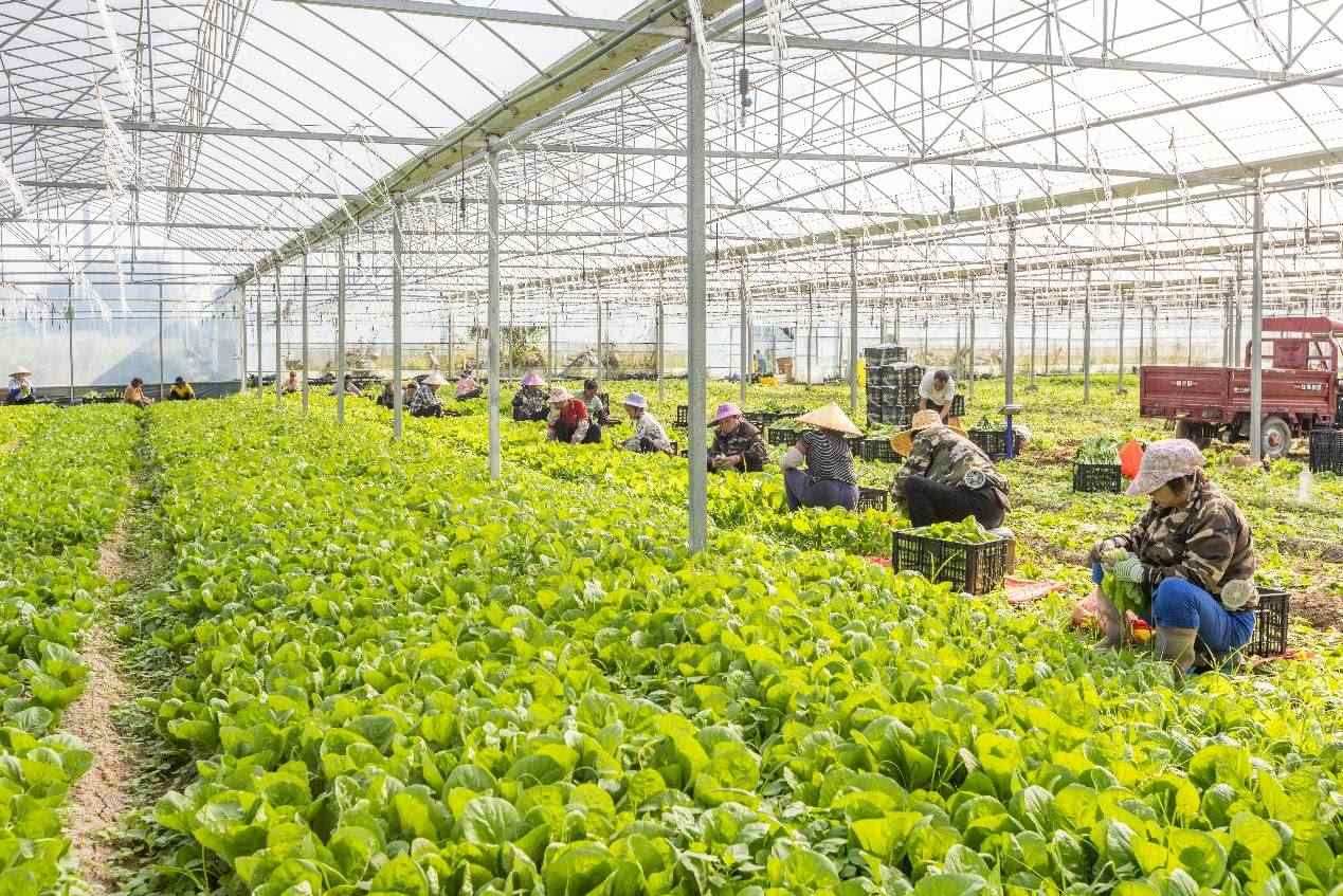 2024年10月8日，在廣西梧州市蒙山縣文圩鎮(zhèn)大明村一個(gè)大棚蔬菜基地內(nèi)，民工在采摘、包裝包心菜，準(zhǔn)備運(yùn)銷(xiāo)外地。來(lái)源：人民圖片