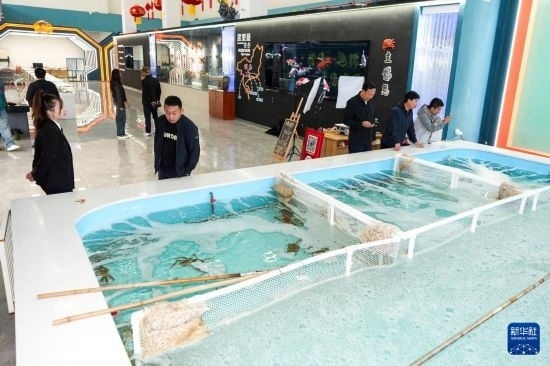 9月20日，游客在吉林省琿春市的帝王蟹保稅店內(nèi)選購帝王蟹。新華社記者 許暢 攝