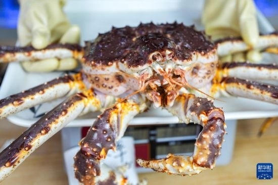 這是9月20日在吉林省琿春市的東北亞跨境電商產(chǎn)業(yè)園內(nèi)的帝王蟹保稅店拍攝的帝王蟹。新華社記者 許暢 攝