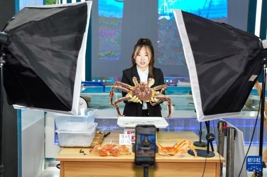9月20日，在吉林省琿春市的帝王蟹保稅店內(nèi)，工作人員進(jìn)行網(wǎng)絡(luò)直播售賣帝王蟹。新華社記者 許暢 攝