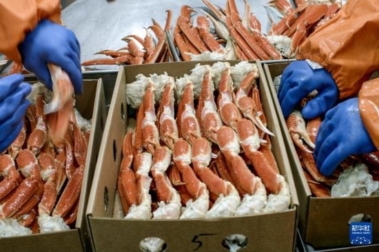 俄羅斯蟹業(yè)集團(tuán)的工作人員在生產(chǎn)線上加工產(chǎn)品（資料照片）。新華社發(fā)（俄羅斯蟹業(yè)集團(tuán)供圖）