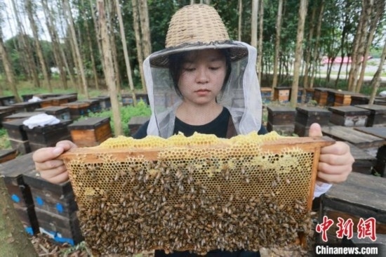 吳素英查看蜂蜜產蜜情況。湯曉逵 攝