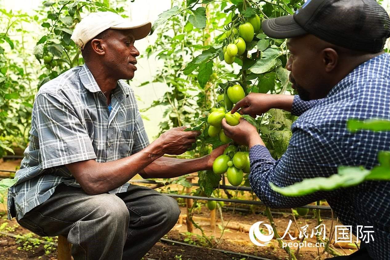 肯尼亞納庫(kù)魯郡，埃格頓大學(xué)園藝學(xué)專家史蒂芬·吉藤古在溫室大棚里指導(dǎo)當(dāng)?shù)剞r(nóng)民喬納·卡蘭賈種植番茄。人民網(wǎng)記者 黃煒鑫攝