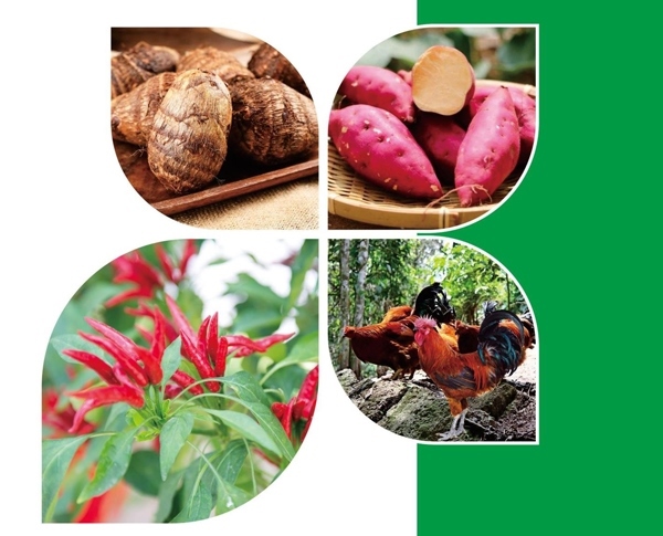 天等縣名特優(yōu)農(nóng)產(chǎn)品。主辦方供圖