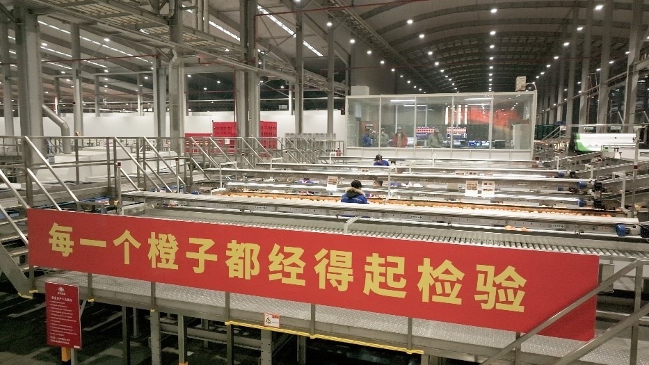 工人在智能生產(chǎn)線上對(duì)臍橙精深加工。人民網(wǎng)記者 張力洋攝