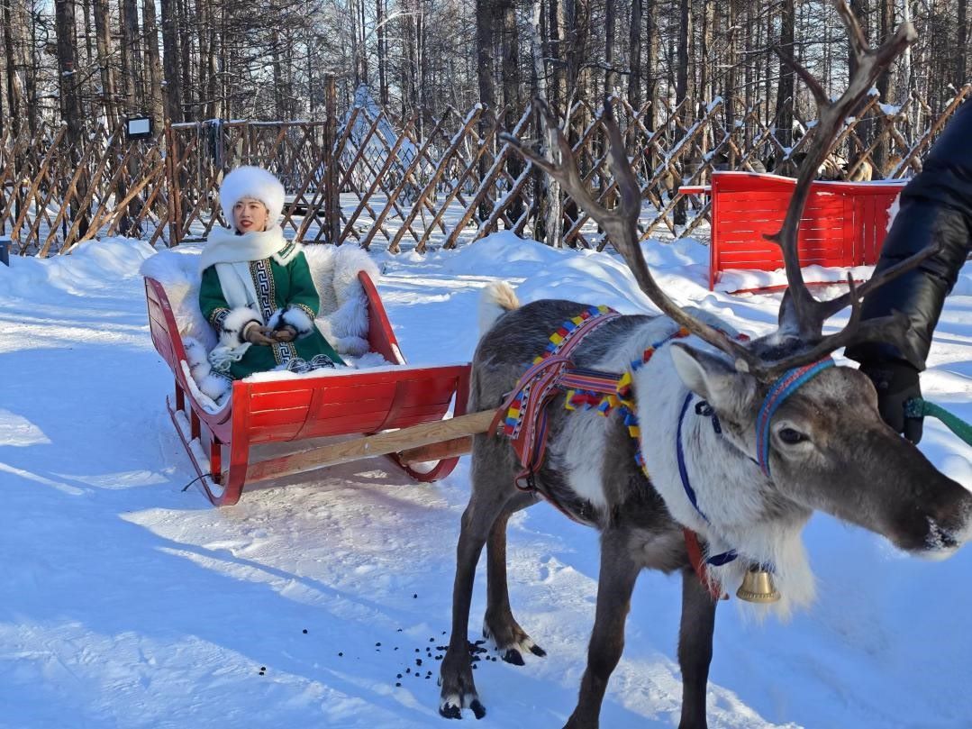 游客體驗(yàn)馴鹿拉雪橇。人民網(wǎng)記者 苗陽攝