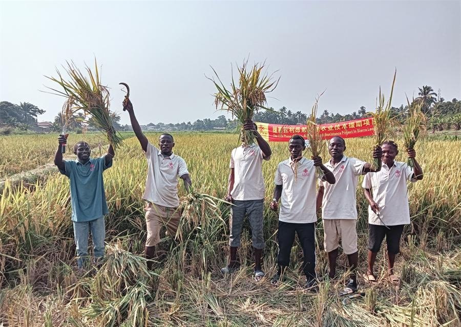 當(dāng)?shù)卮迕裾故窘衲甑乃痉N植成果。中國(guó)援塞農(nóng)業(yè)專(zhuān)家組供圖