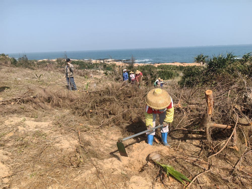2025年1月19日，在海南文昌市，工人正在修復海岸防風林。新華社記者吳茂輝 攝