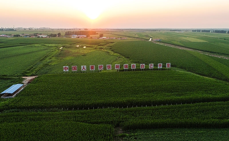 2020年7月23日拍攝的吉林省梨樹縣國家百萬畝綠色食品原料（玉米）標準化生產(chǎn)基地核心示范區(qū)（無人機照片）。新華社記者 許暢 攝