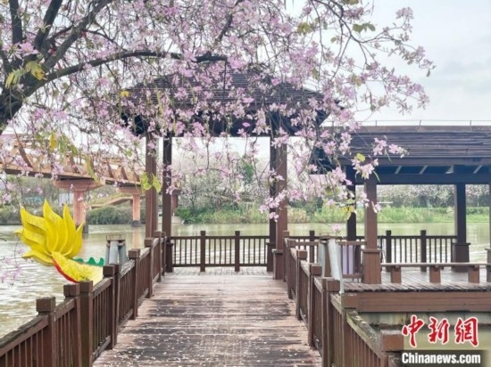 3月7日，廣州海珠國(guó)家濕地公園宮粉紫荊花海吸引游人。中新社記者 許青青 攝