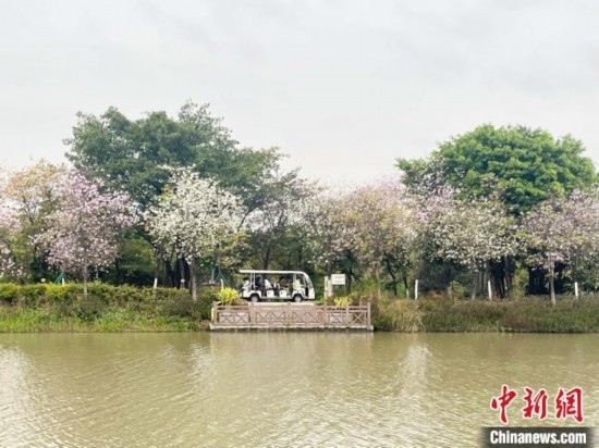 3月7日，廣州海珠國(guó)家濕地公園宮粉紫荊花海吸引游人。中新社記者 許青青 攝