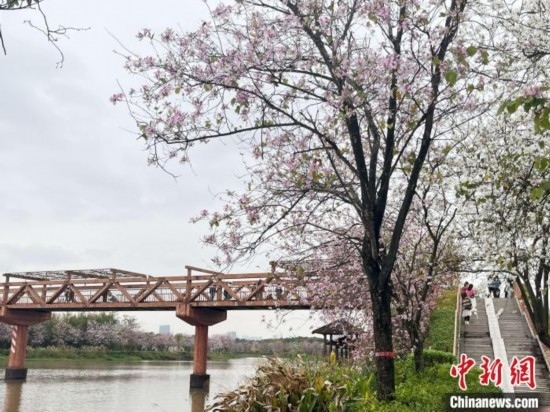 3月7日，廣州海珠國(guó)家濕地公園宮粉紫荊花海吸引游人。中新社記者 許青青 攝