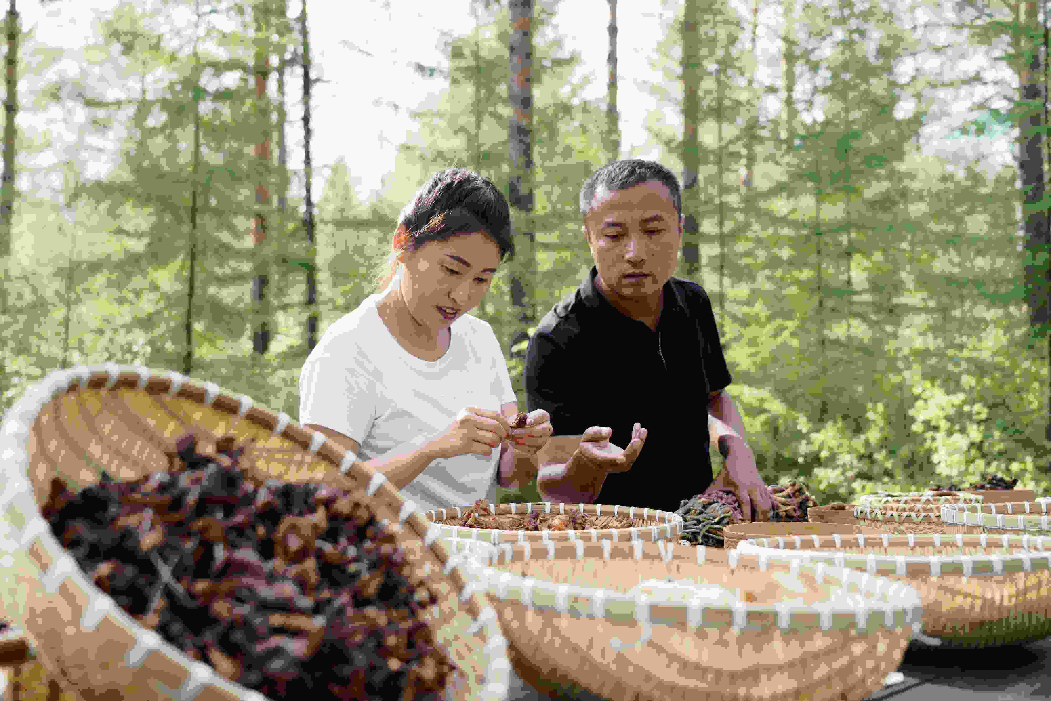2024年8月6日，黑龍江漠河林場(chǎng)員工正在分揀采集來的林下產(chǎn)品。
