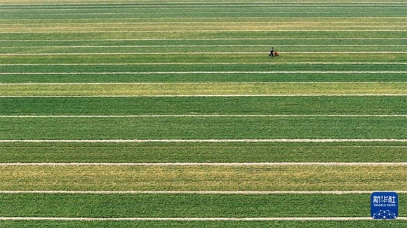 3月14日，在菏澤市鄆城縣潘渡鎮(zhèn)，農(nóng)民在麥田里施肥（無人機(jī)照片）。